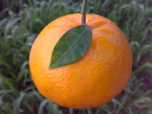Juicy sweet oranges rich in vitamin C and natural freshness