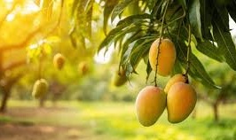 Multan Mango